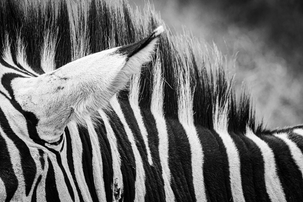Zebra Patterns by Bob Benson, FPSA, EPSA