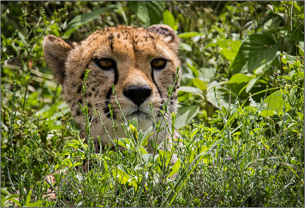 Watching Cheetah by Bob Benson, FPSA, EPSA
