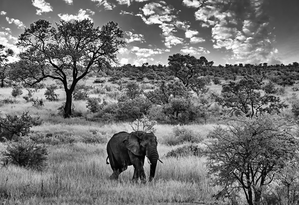 African Landscape by Mervyn Hurwitz