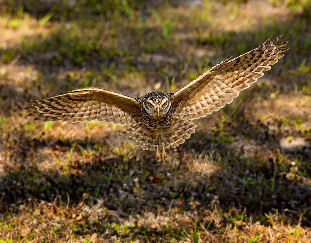 Male Burrowing Owl Returning to the Nest by Terry Palmer