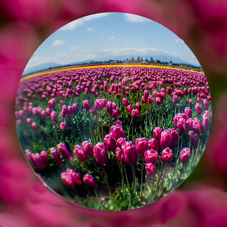 Crystal Ball Burgundy Tulip Field by Lauren Heerschap