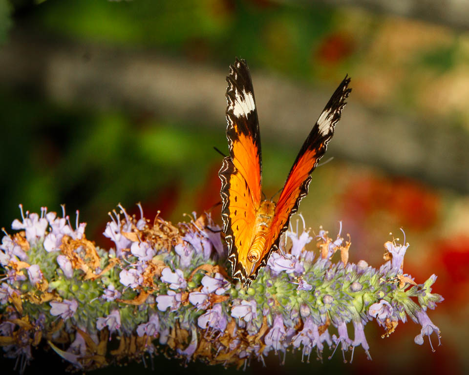 Butterfly by Jan van Leijenhorst