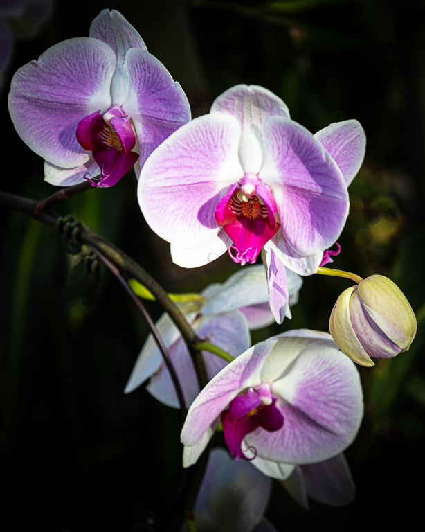 Orchid Beauty by Jan van Leijenhorst