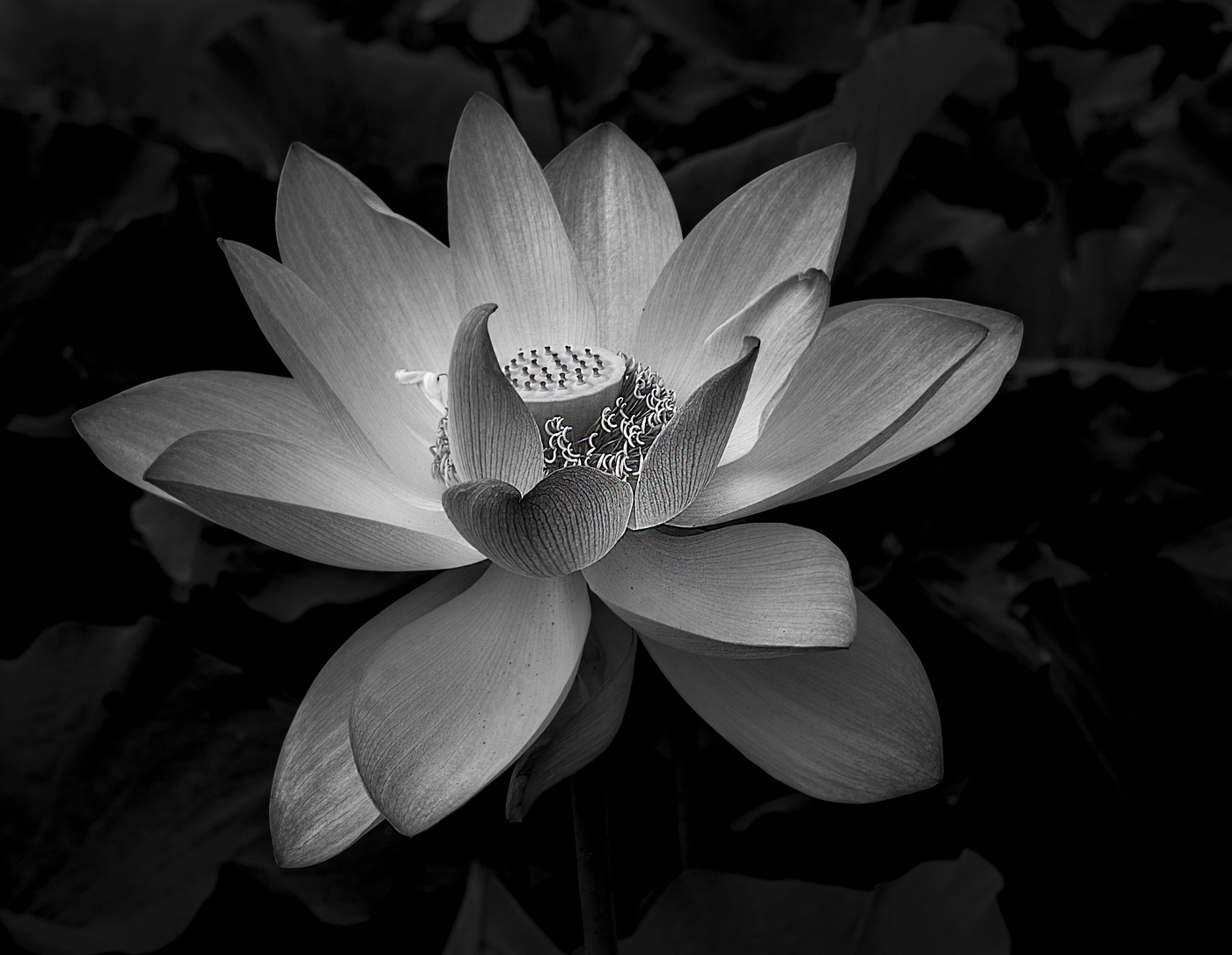 Water Lily by Renee Schaefer