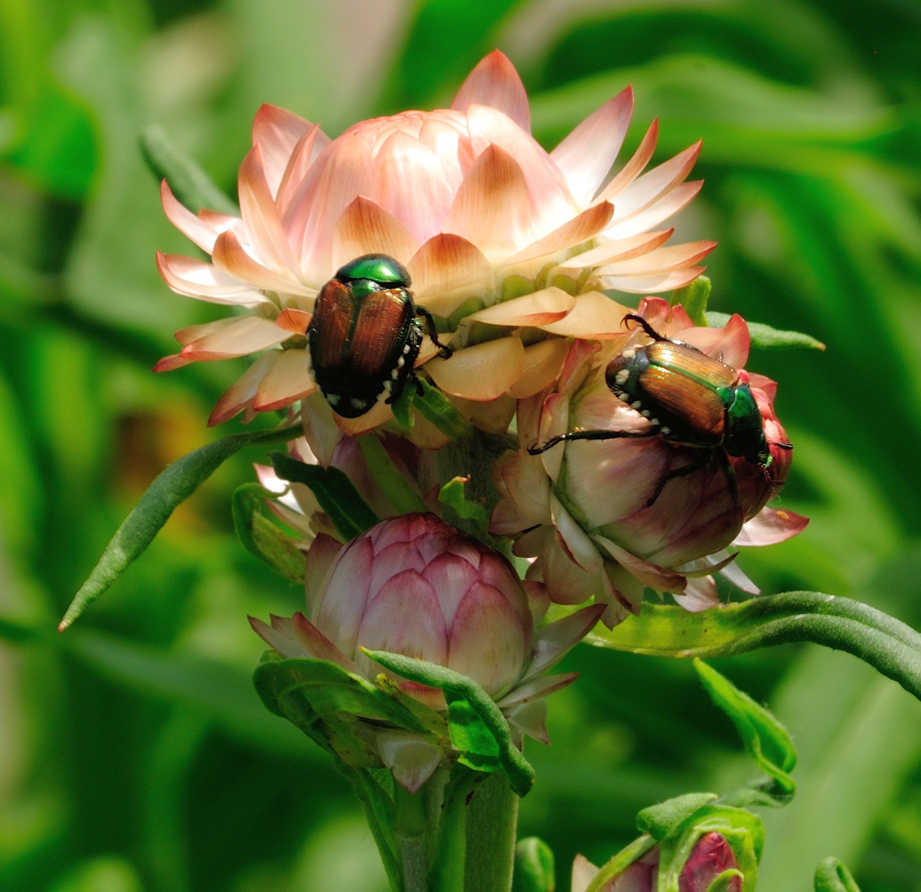 Japanese Beetles like Straw Flowers by Bill Foy