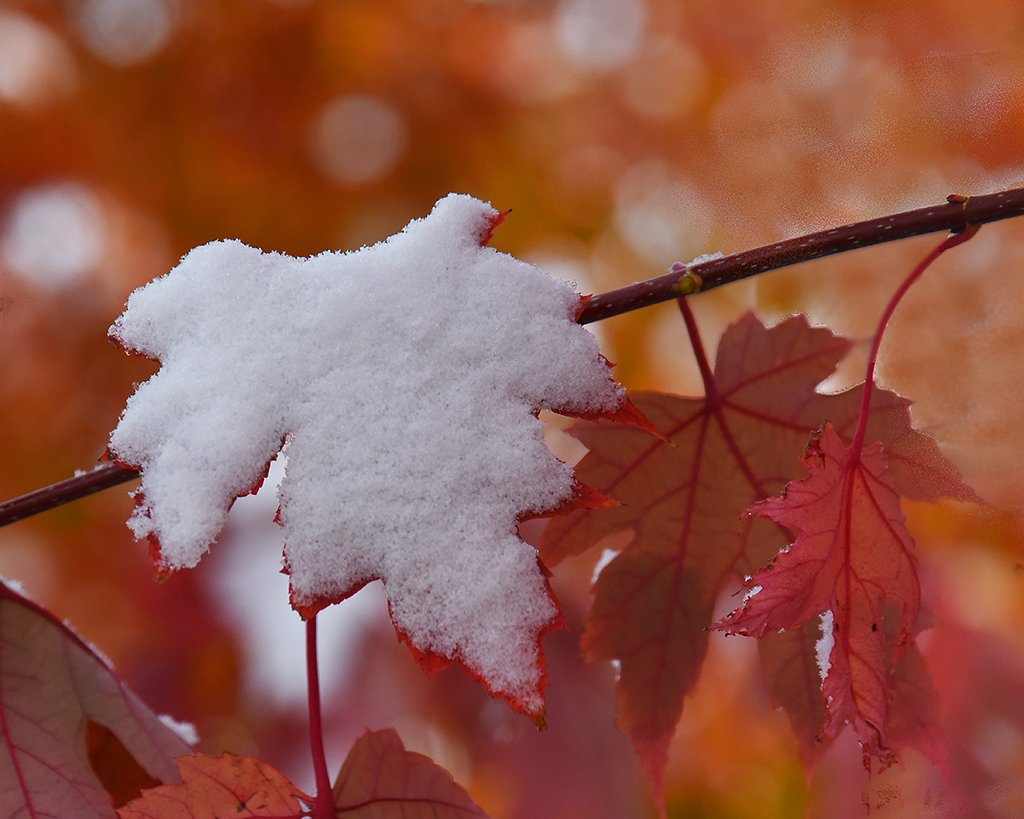 Autumn Snow by Karen Harris