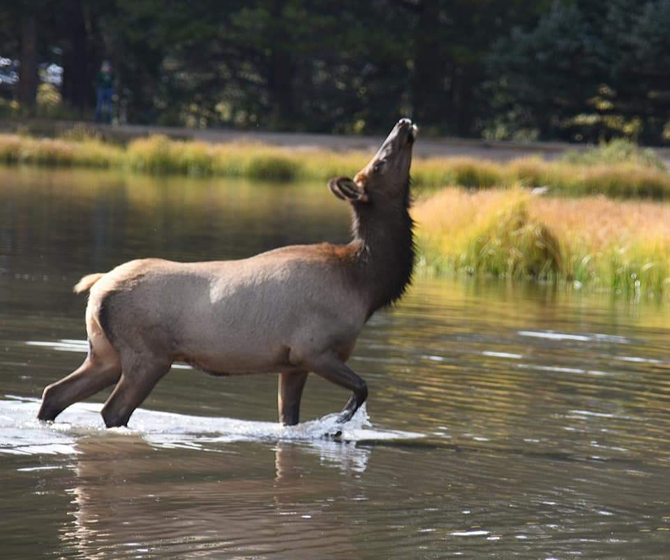 Snooty Elk by Karen Harris