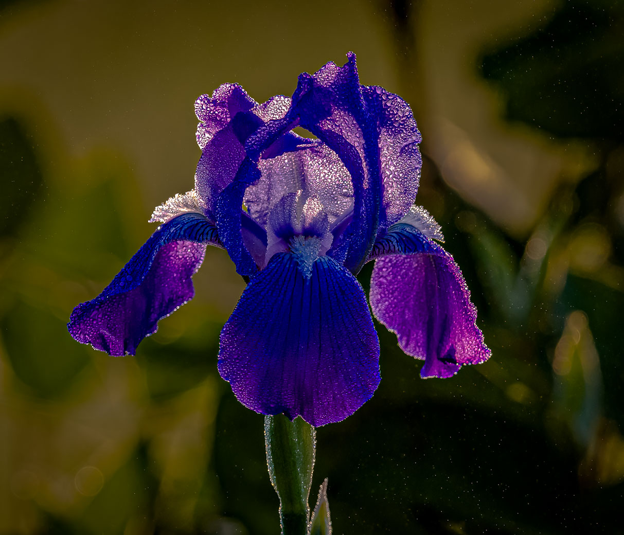 Heavy Spring Dew On Iris