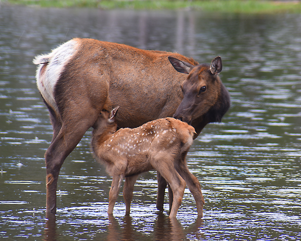 Elk and Calf by Karen Harris