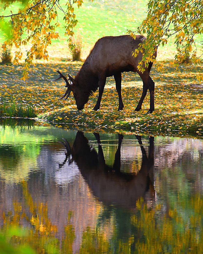 Elk at the Pond by Karen Harris
