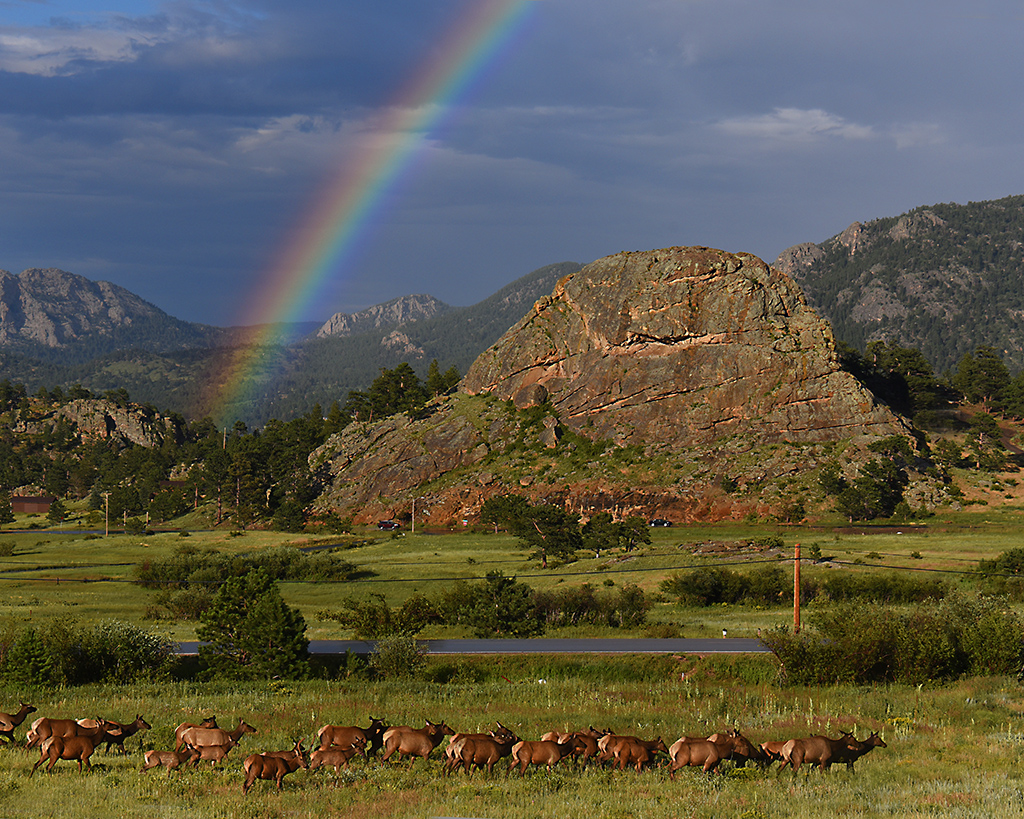 Rainbow Elk by Karen Harris