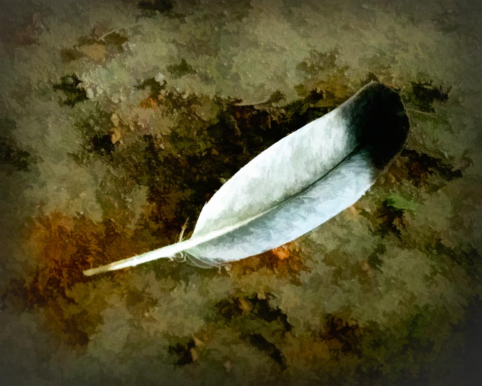 Lone Feather by Dorinda Wills, APSA, QPSA