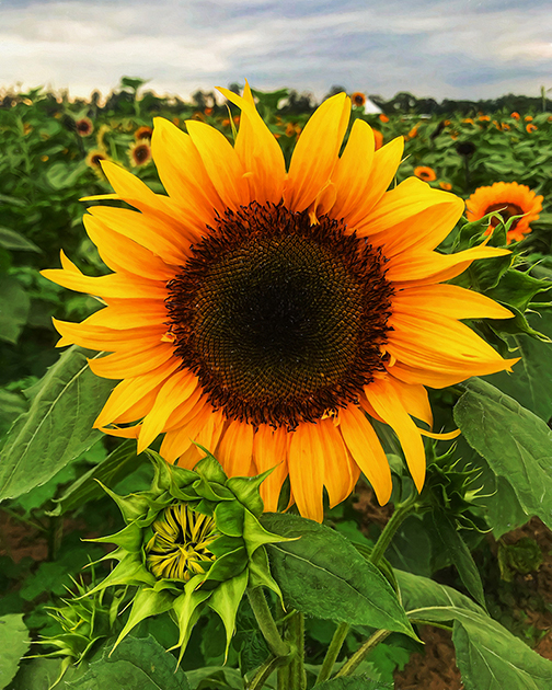 Sunflower and Friends by Jessica Manelis
