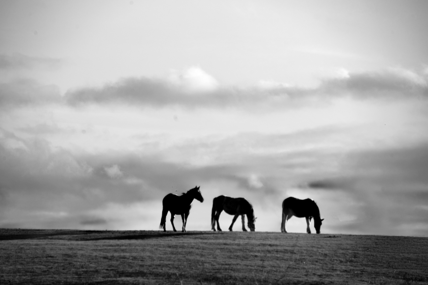 Three Horses by John Gilkerson