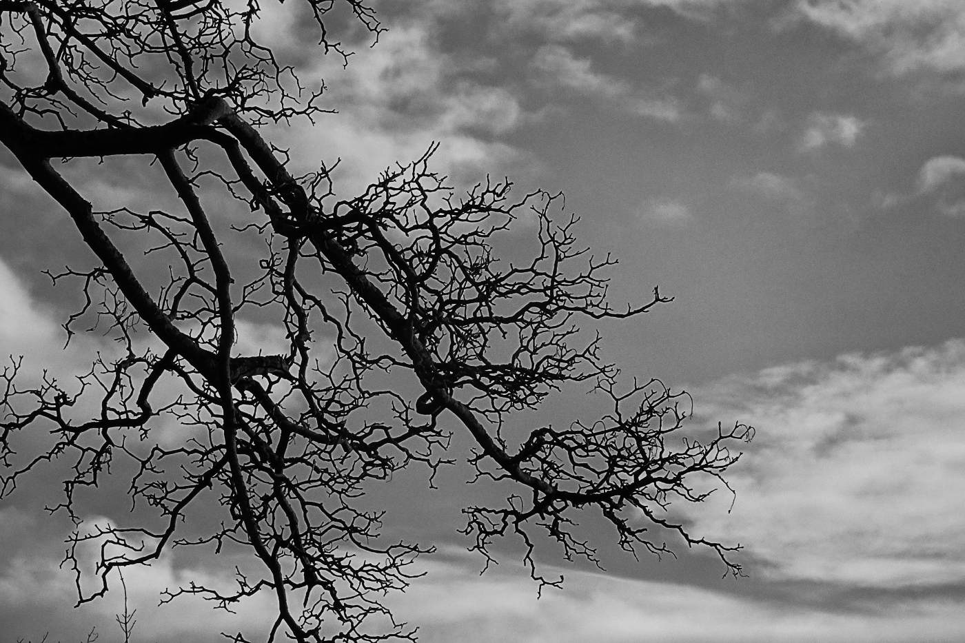 Tree Branches and Sky by John Gilkerson, MPSA