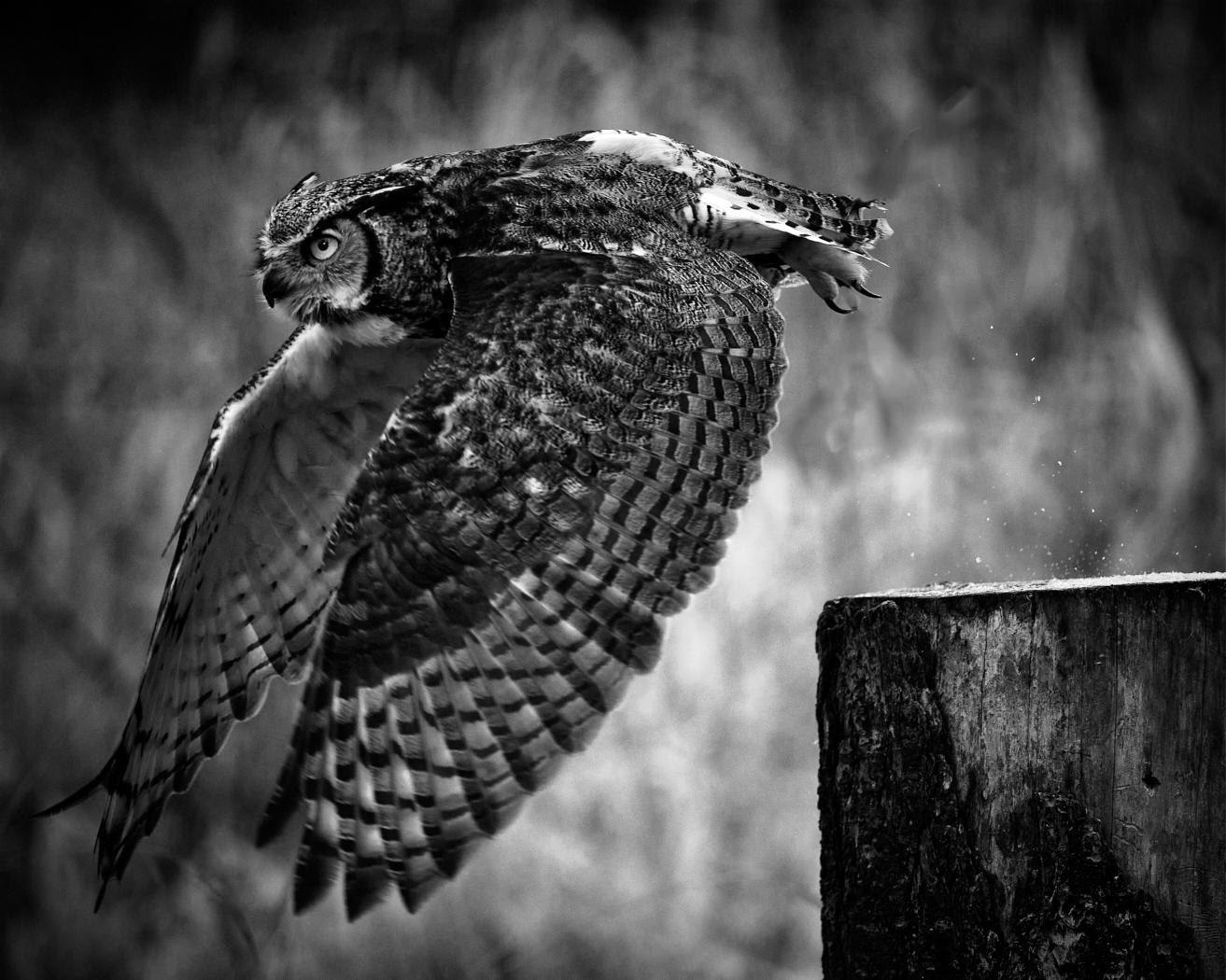 Hunting Owl by Nick Delany