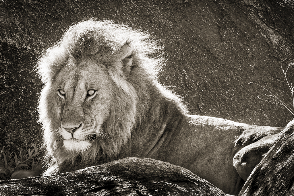 Male Lion by Paul Roth