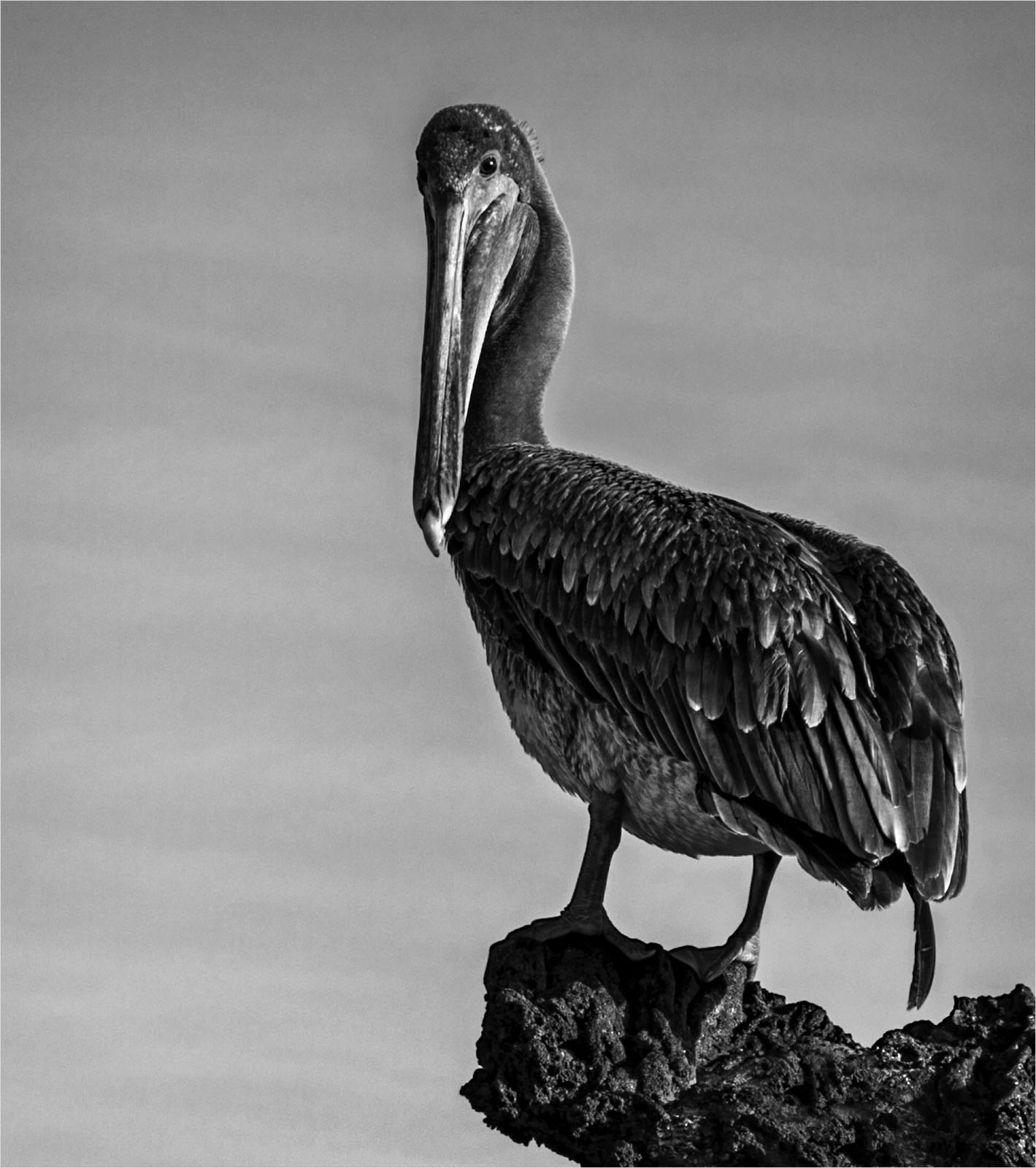 Brown Pelican by Ella Schreiber, QPSA, APSA