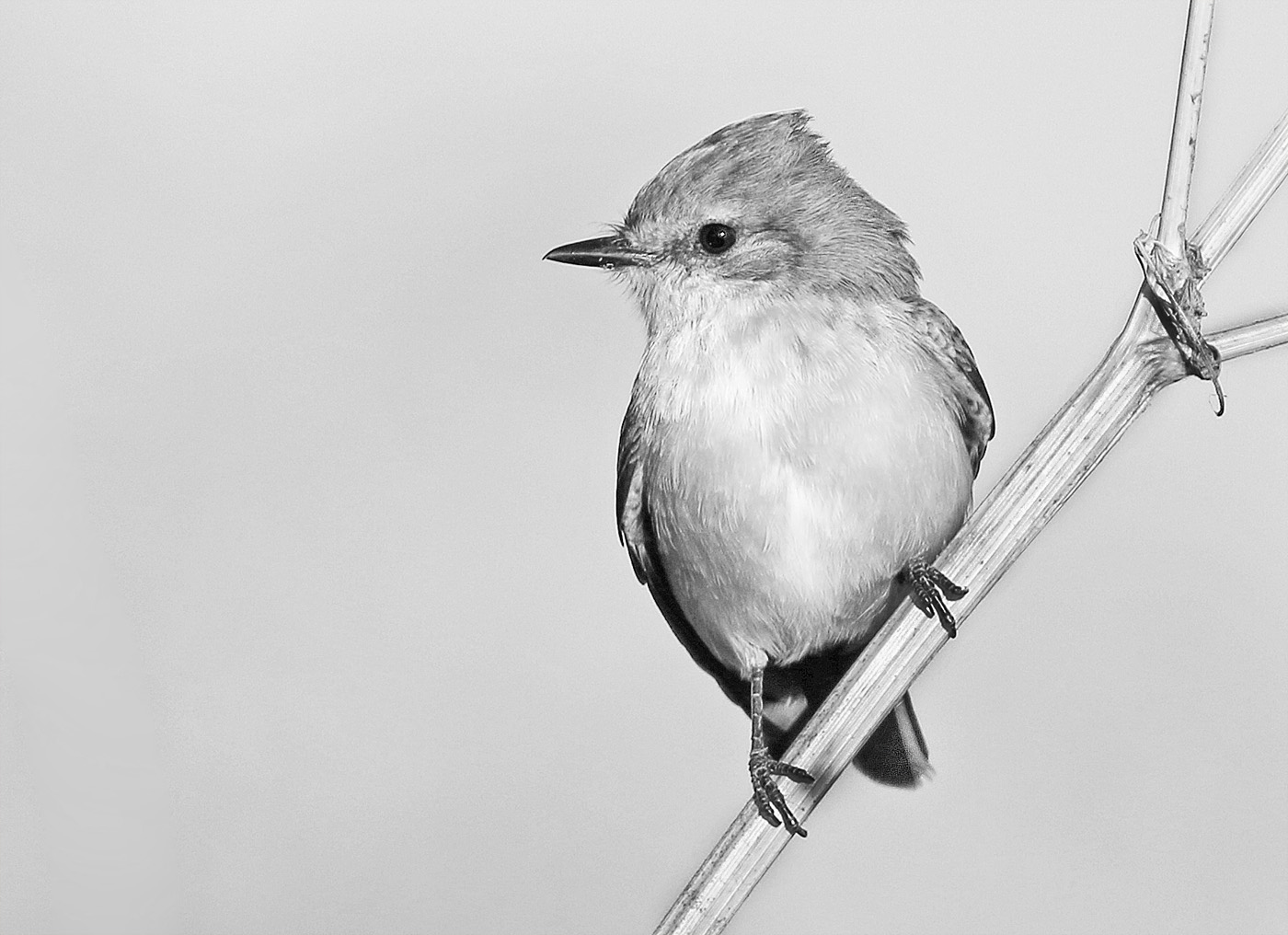 Vermilion flycatcher by Jennifer Doerrie