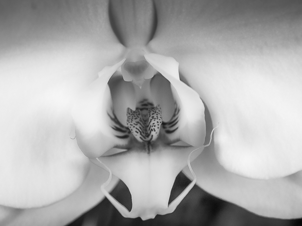 New bloom on orchid by Gloria Fine