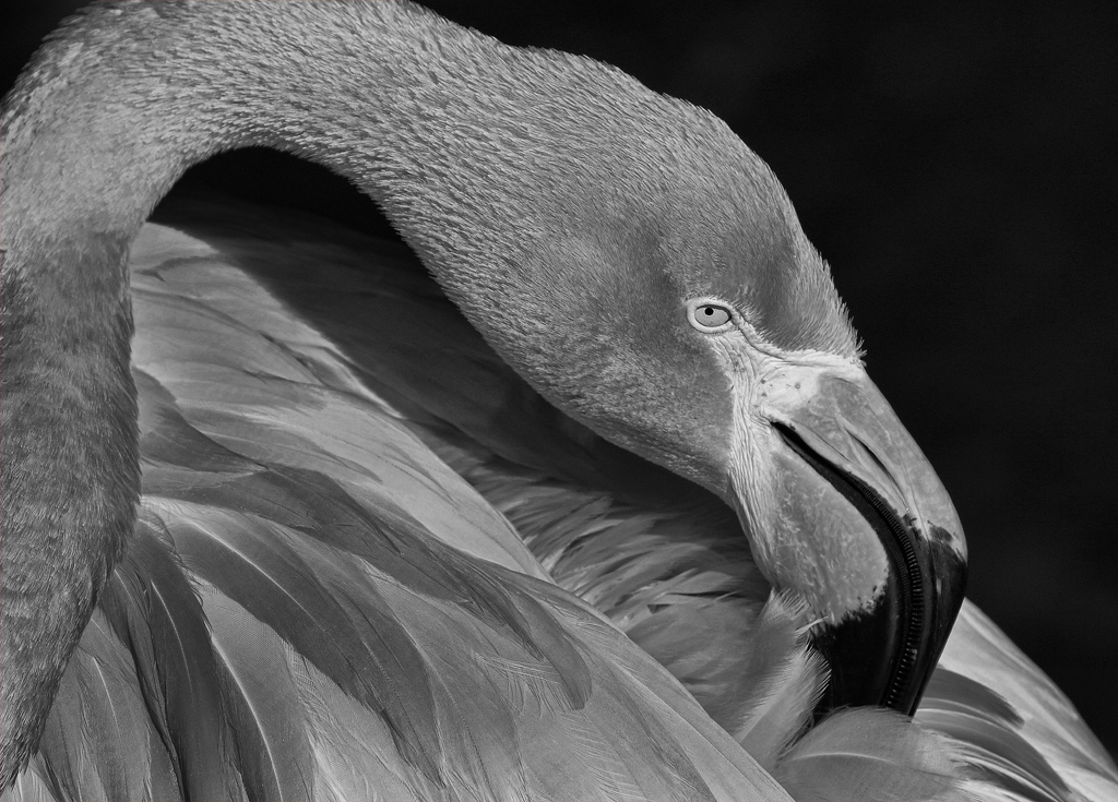 Flamingo preening by Jennifer Doerrie