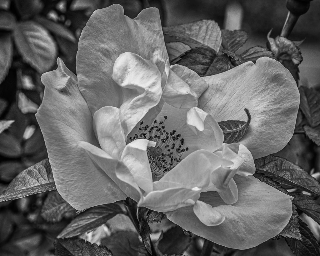 Jasper Crane Rose garden by Gloria Fine