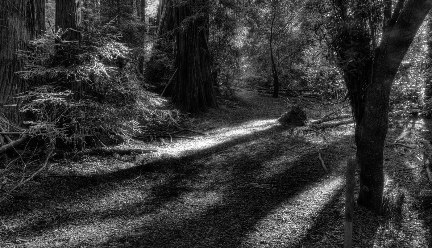 Muir Woods Sunshine and shadows by Diana Magor