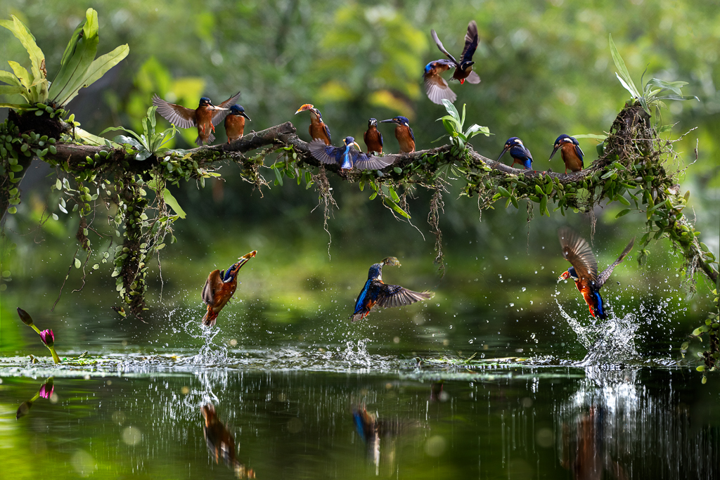 Bird Paradise by Frans Gunterus