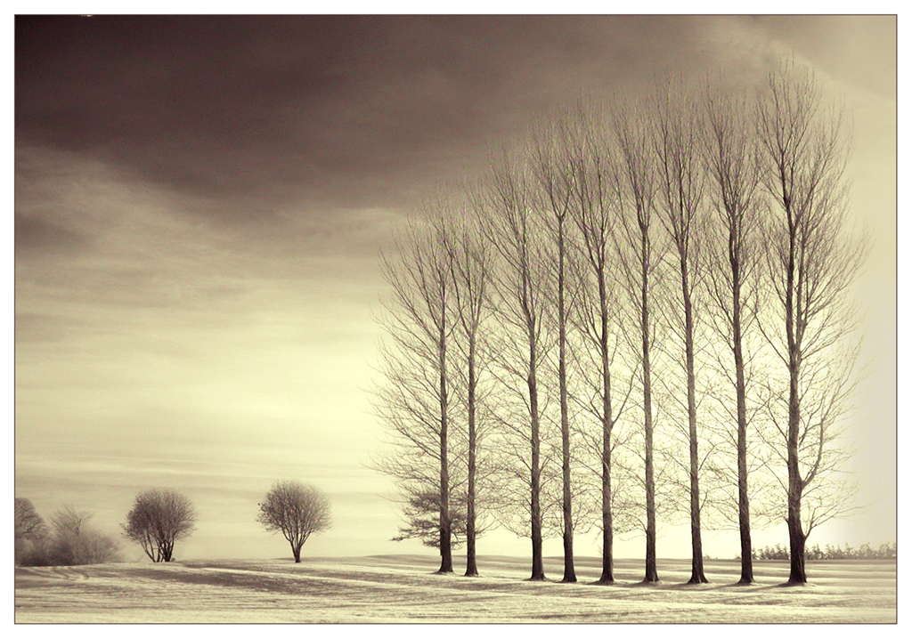 Line of Trees by Helen Herbert, EPSA