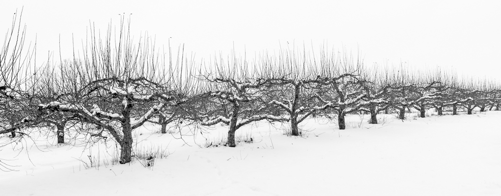 Frozen Orchard by Michael Jack, QPSA