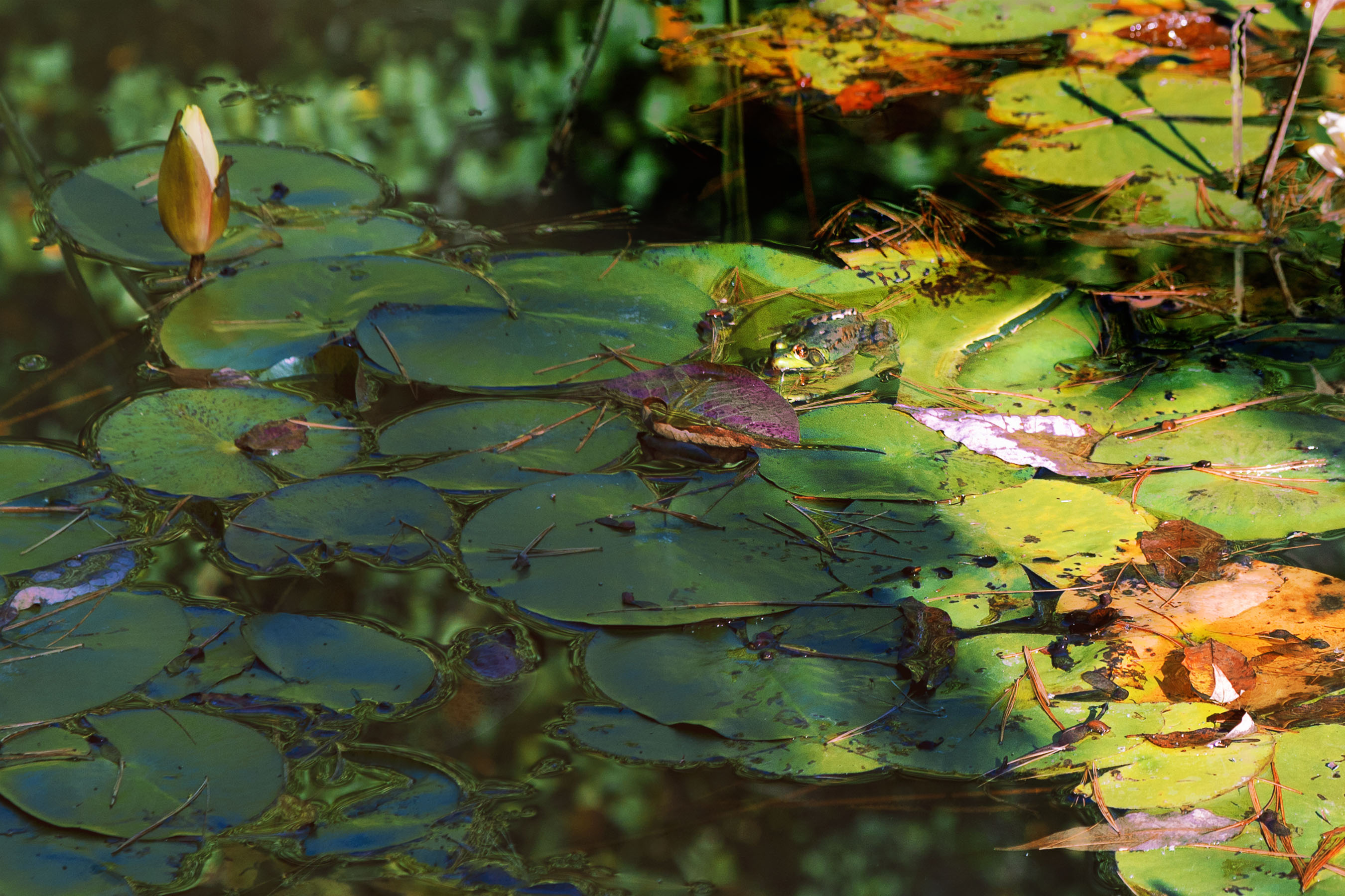 Frog on Lilly Pad by Richard White
