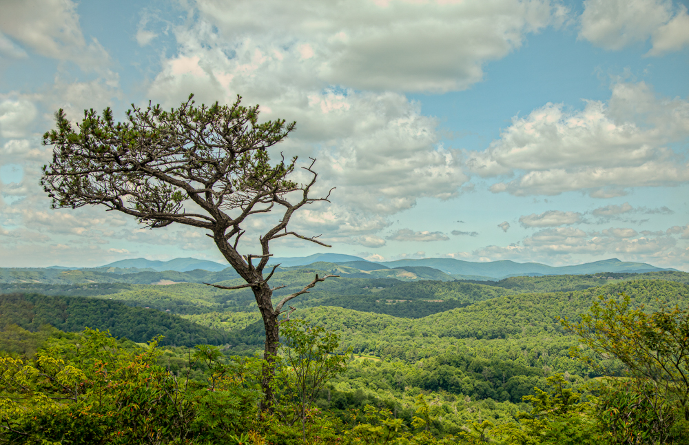 Tree With a View by Barbara Gore
