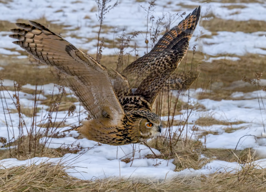 Owl by Gunter Haibach