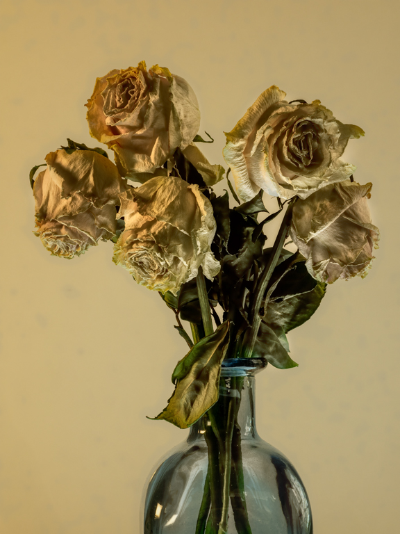 Roses by Gunter Haibach