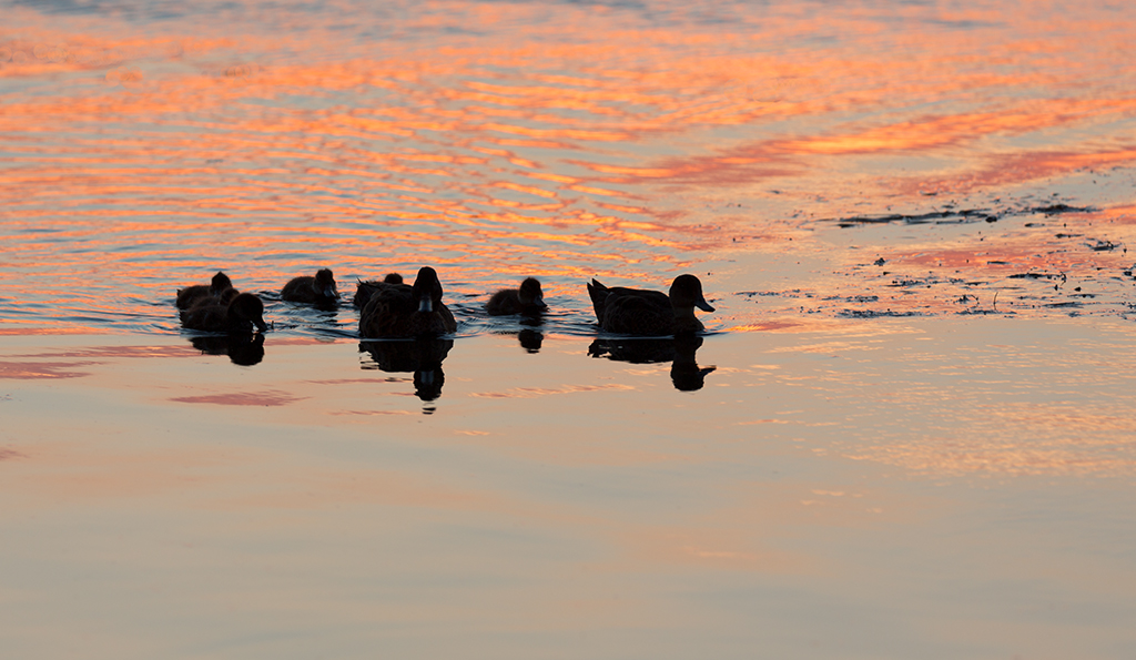 Teal Family at Sunset by Grace Bryant, QPSA