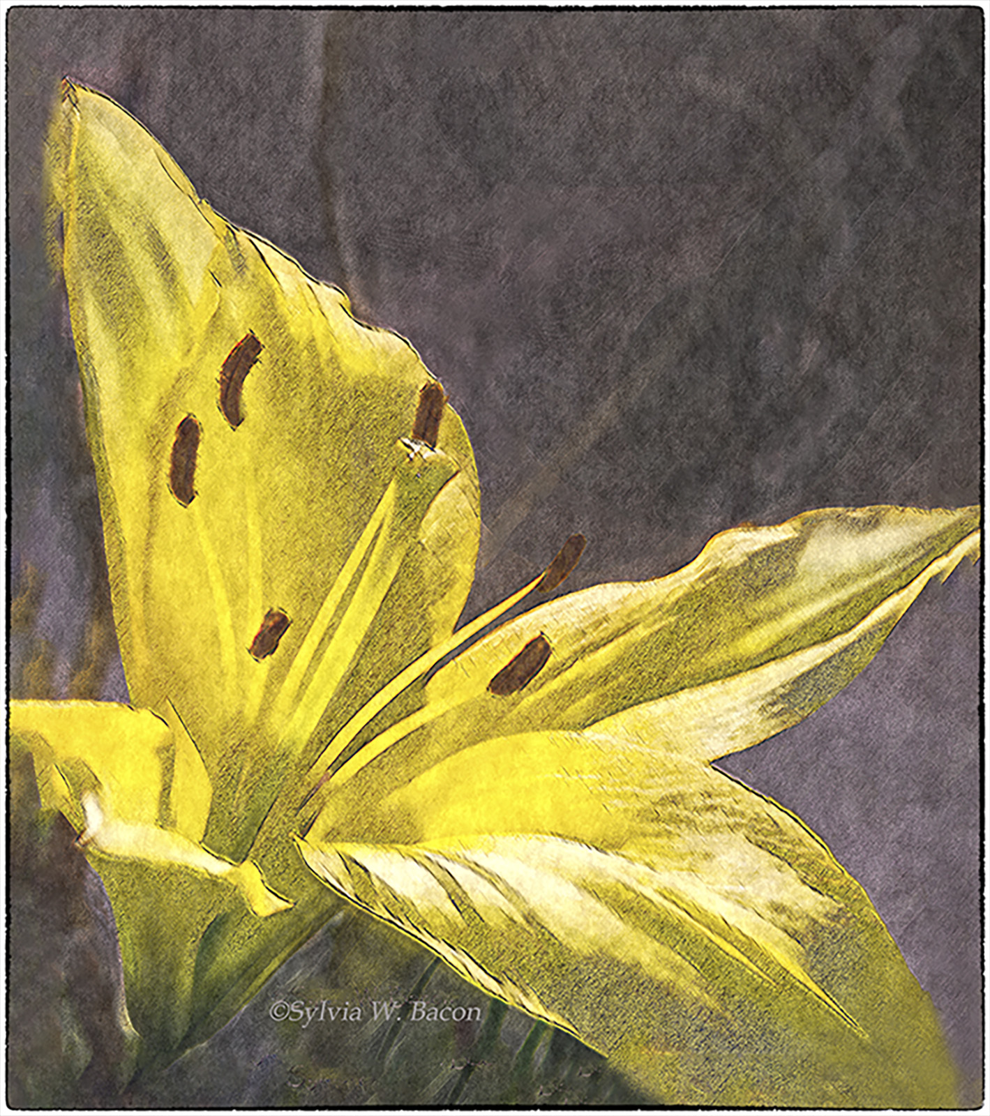 Yellow Lily by Sylvia Bacon