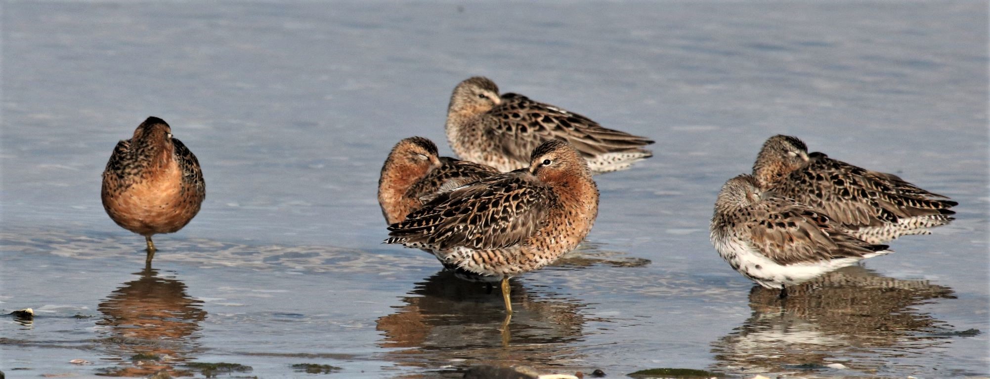 Resting Red Knots by Marge Barham