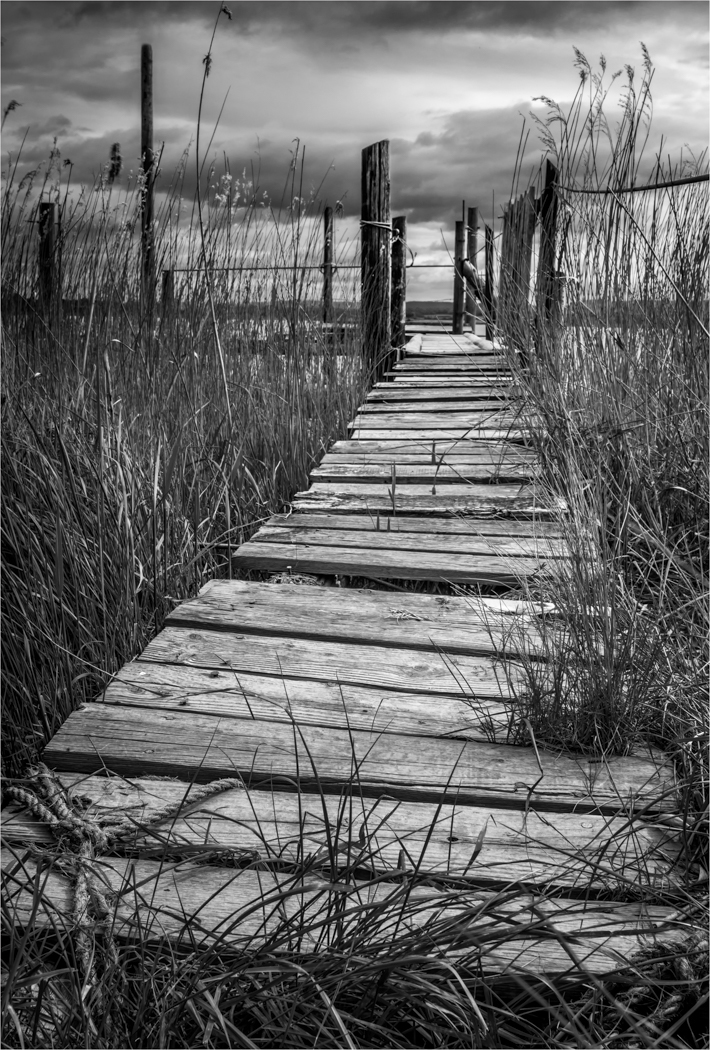 Platform through the Reeds by Paul Hoffman