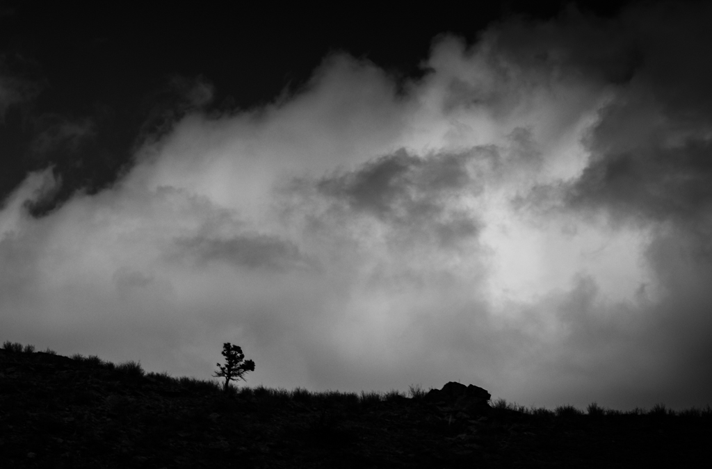 Lone Tree by Jamie Carrier