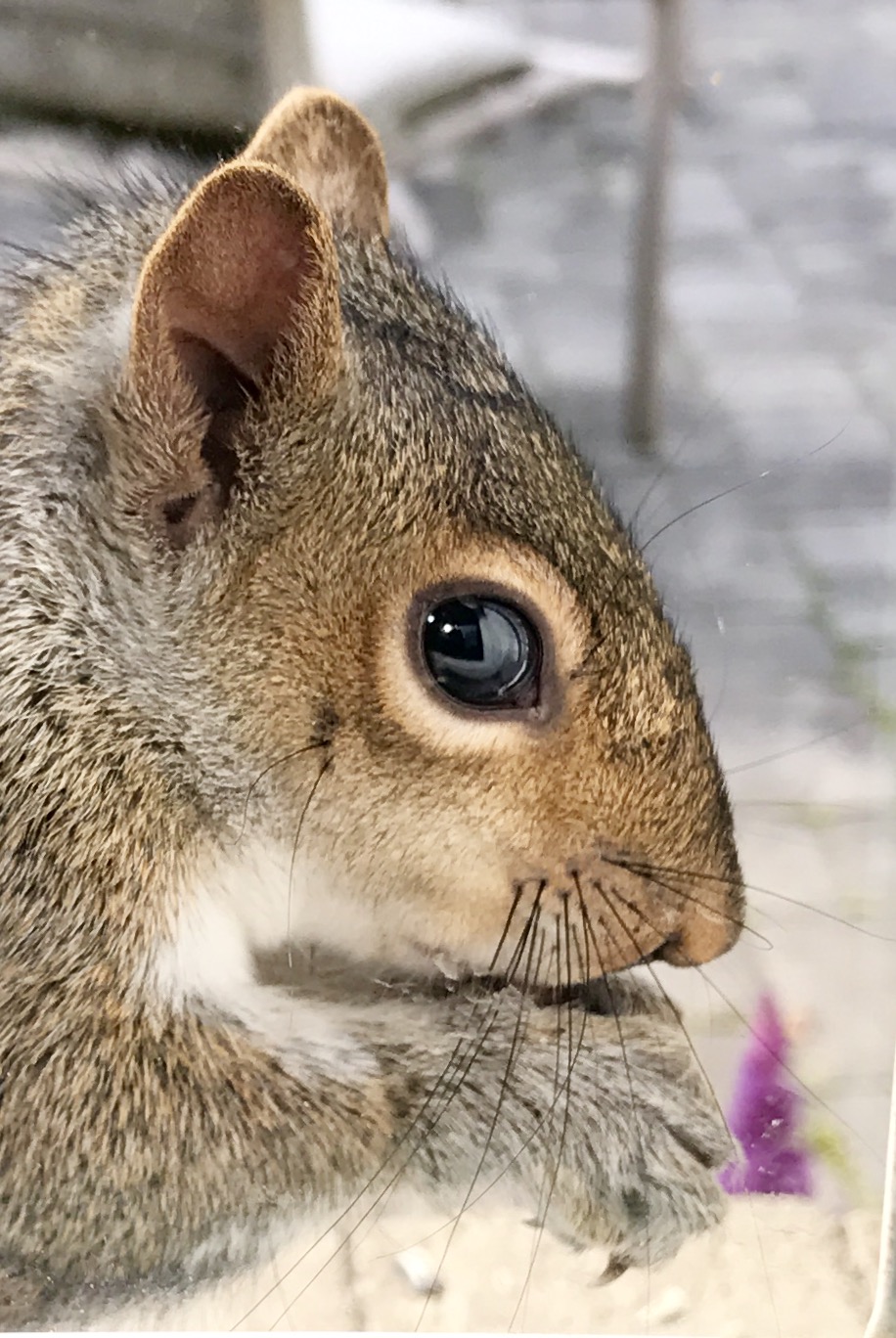 So What? Squirrel by Susan Hendrich