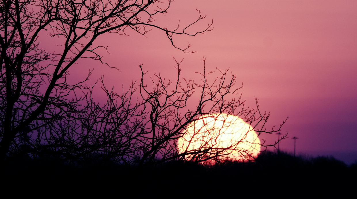 Sun Rise Behind A Tree by Lin Sun