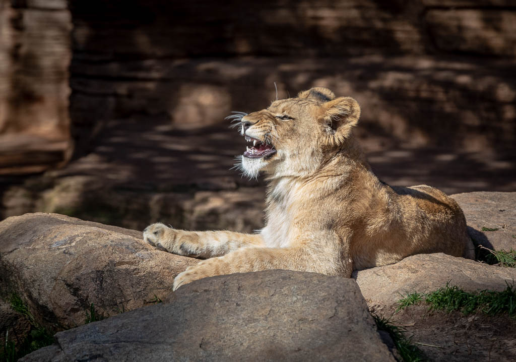 Happy Lion Cub by Lane B Lewis