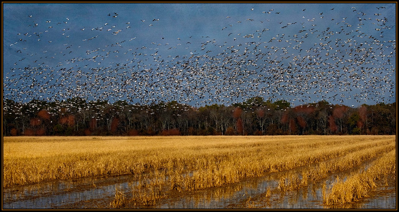 Birds in the Rice Field by Linda M Medine