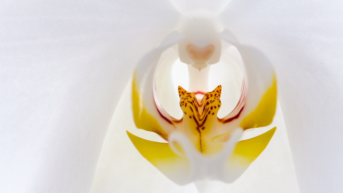 Moth Orchid by Mike Walker