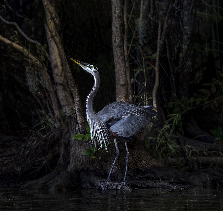 I am the Queen of the Bayou by Linda M Medine
