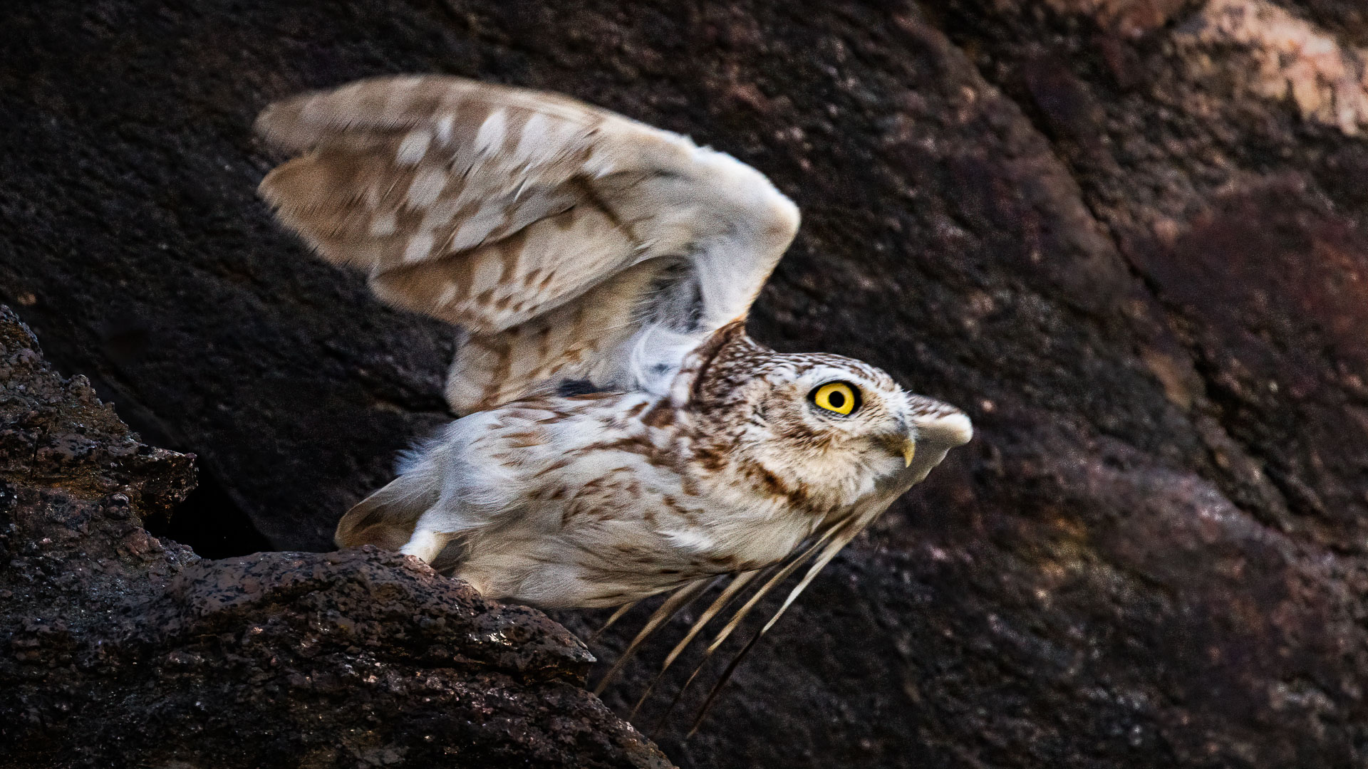 Owl Taking Off by Maitham Aqueel Al Lawati