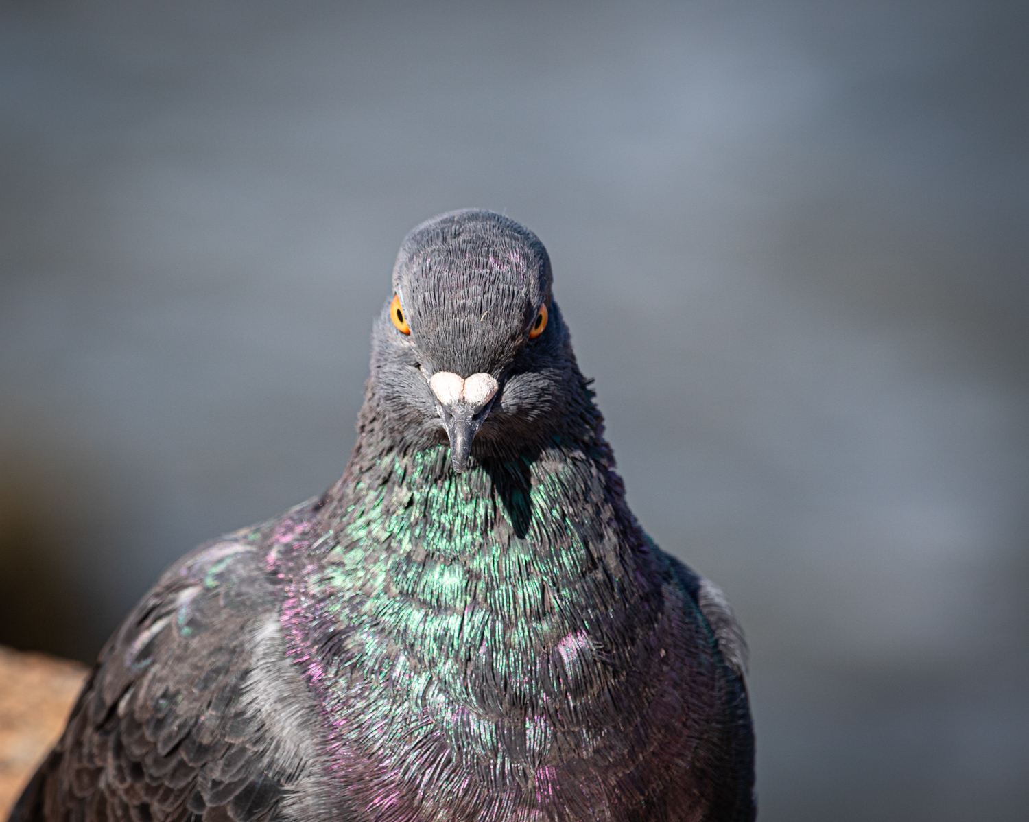 Macho Pigeon by Mike Walker