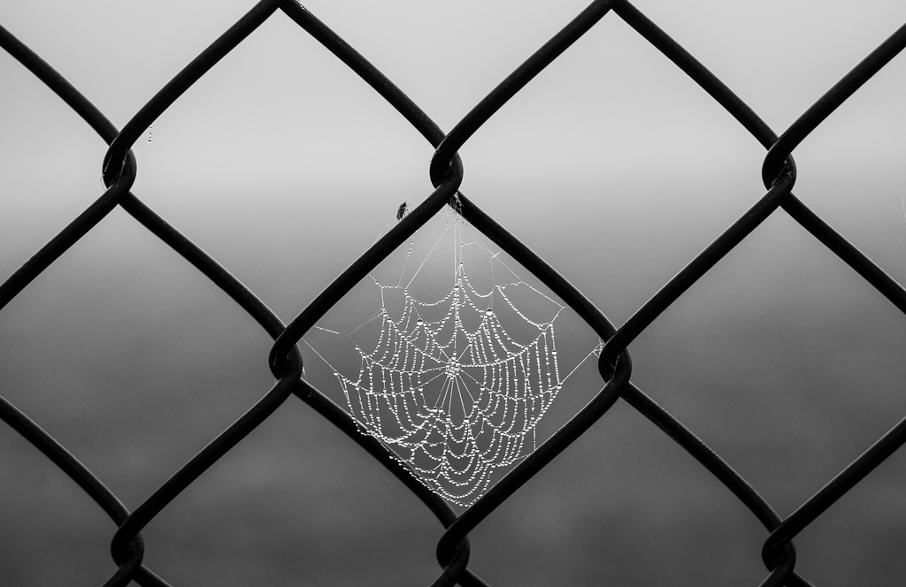 Chain Link Web by David Terao