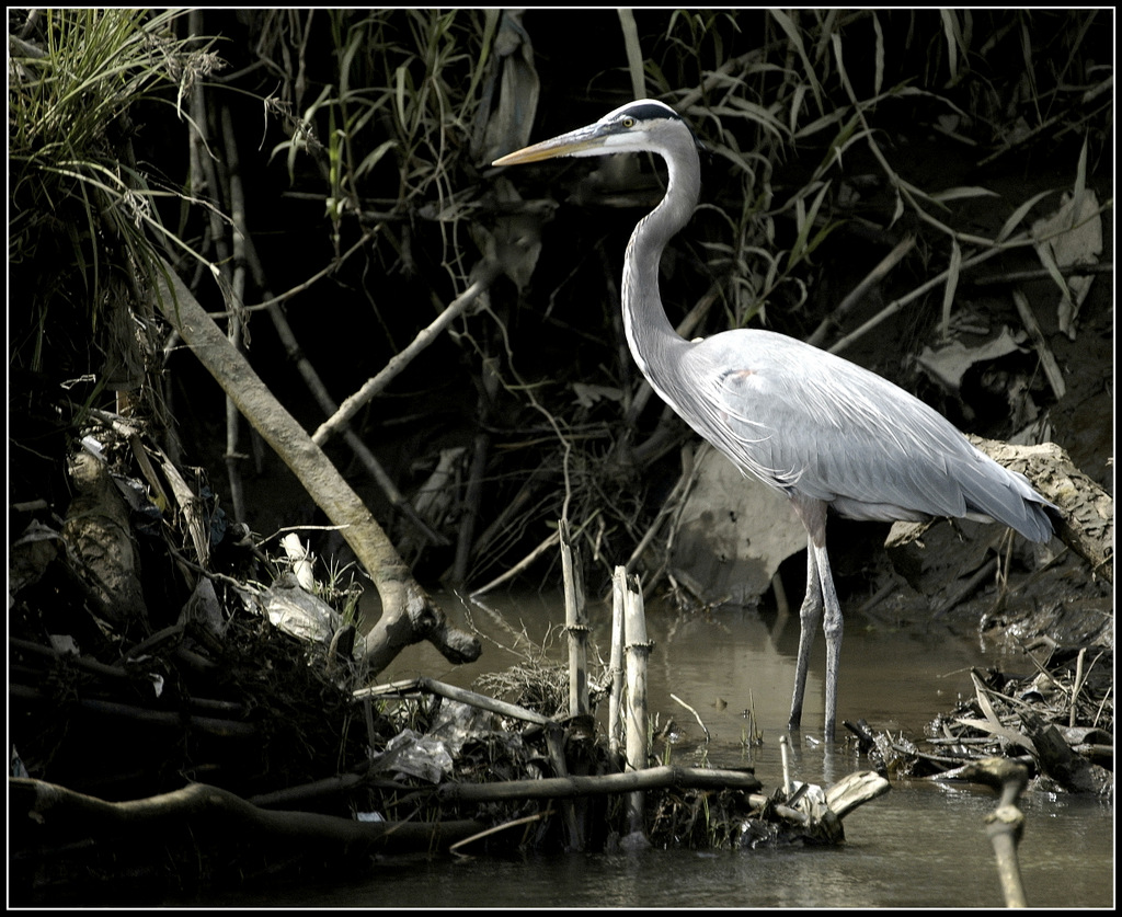 Great Blue Heron, Costa Rica by Ray Henrikson