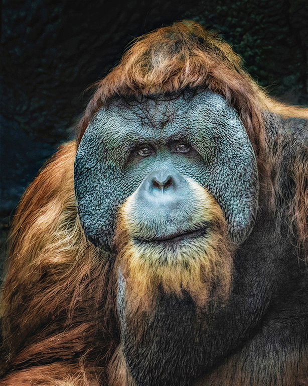 Orangutan 4 by Cindy Lynch